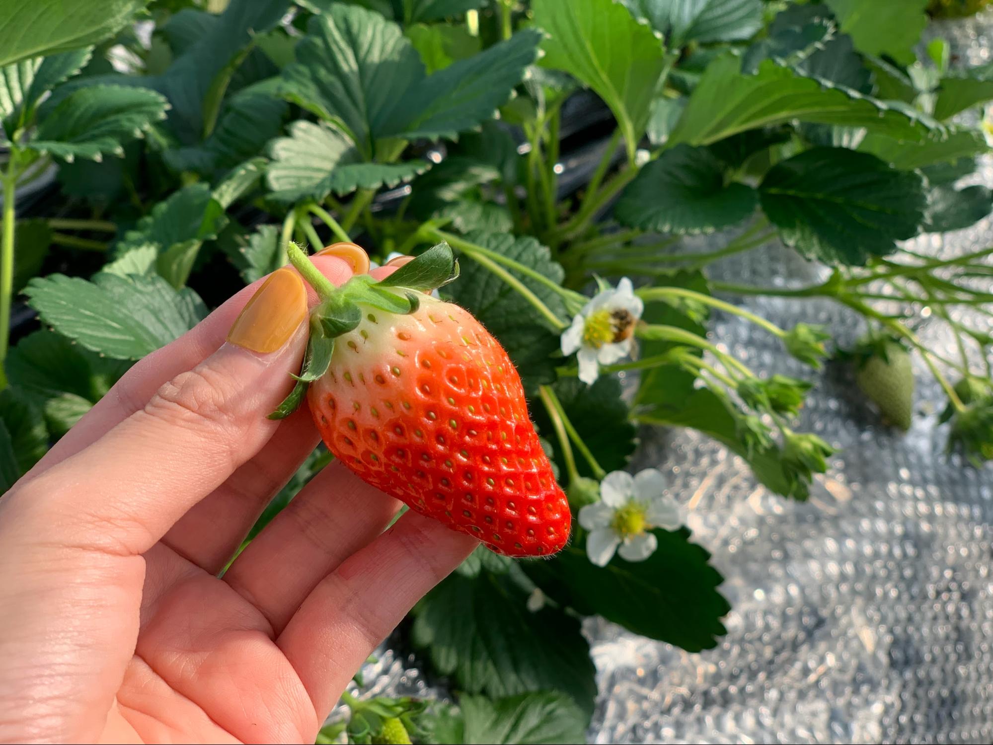 苺花パパ様 確認用 ふるい